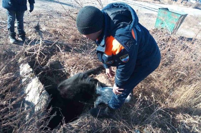 В Саратовской области корова провалилась в канализацию Новоузенска
