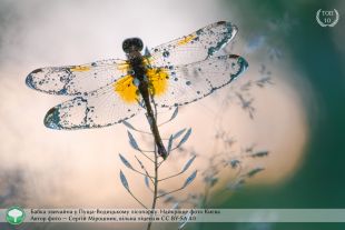 Макрофотография стрекозы обычной, которая была сделана в Пуще-Водицком лесопарке, стала лучшим фото Киева. Автор снимка - Сергей Мирошник.