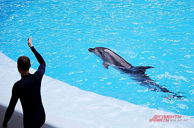 Петербургский дельфинарий закрывается 22 ноября