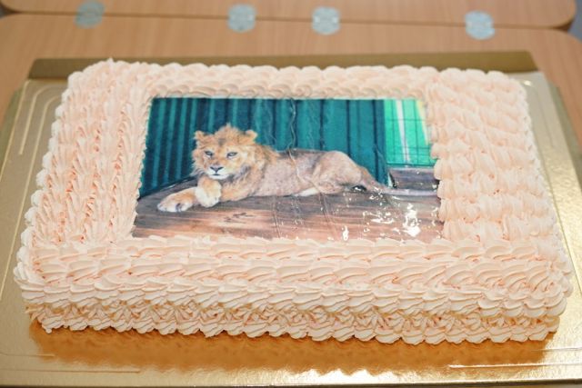 Новосибирск присоединился к акции в поддержку львёнка Симбы