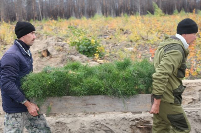 В Хабаровском крае перевыполнили план на 2020 год по восстановлению лесов