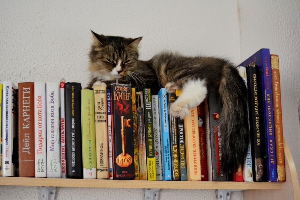 В котокафе можно провести время за увлекательной книгой.