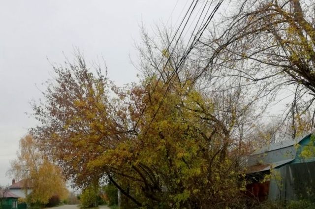 В Туле на улице Галкина деревья завалились на провода