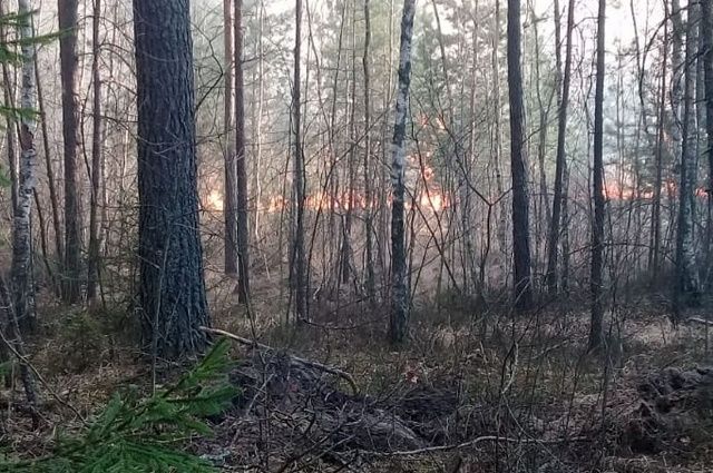 Жителя Мглинского района будут судить за лесной пожар