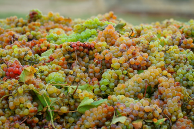 В Дагестане собрали 205 тыс. тонн урожая винограда