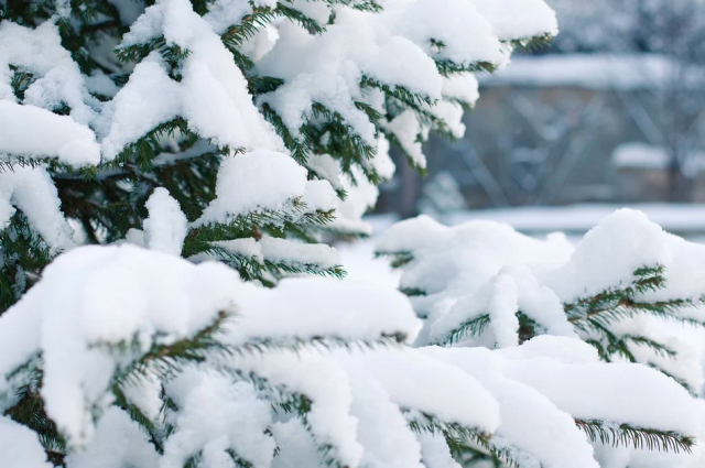23 ноября на Кубани действует экстренное предупреждение о налипании снега