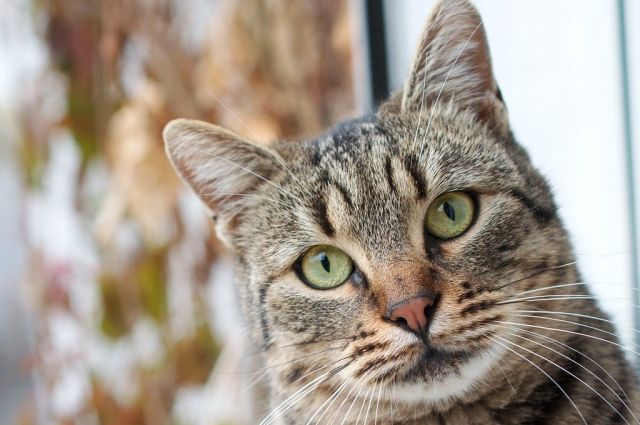 70 кошек жили в квартире у новосибирской пенсионерки.