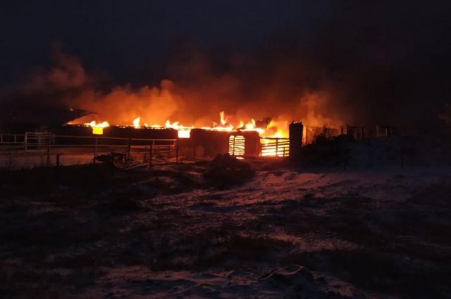 В Саратовской области загорелась конюшня с животными