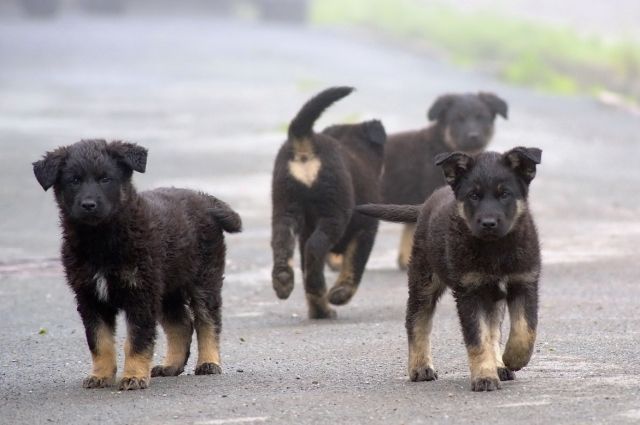 В Шурышкарском районе дети боятся бродячих собак