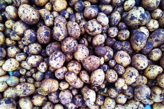 Более 3 тысяч тонн картофеля экспортировали с начала года из Удмуртии