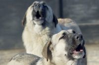 С начала года в Перми отловили 1800 собак. Это меньше, чем в прошлом году.