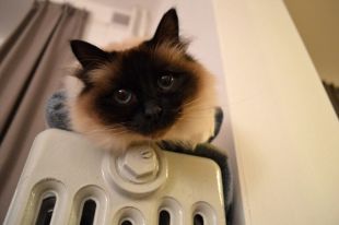 В Минрегионе предложили ввести автоматическую коррекцию тарифов на тепло