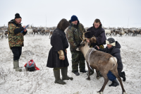 Ямальские кочевники перегоняют оленей на зимние пастбища
