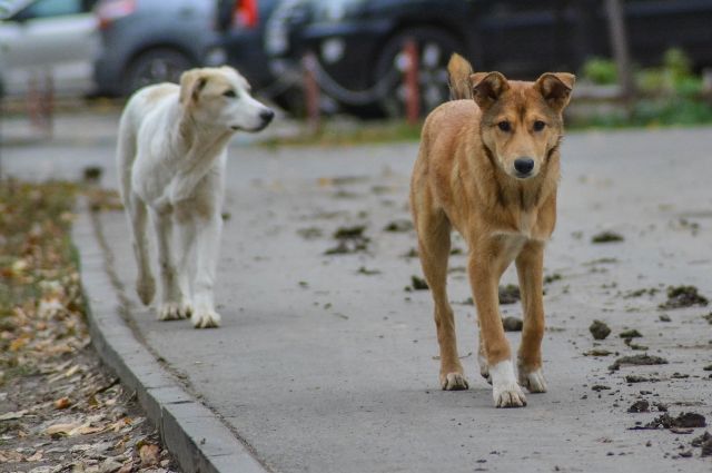 Прокуратура Ставрополья проверит информацию о жестоком обращении с собаками