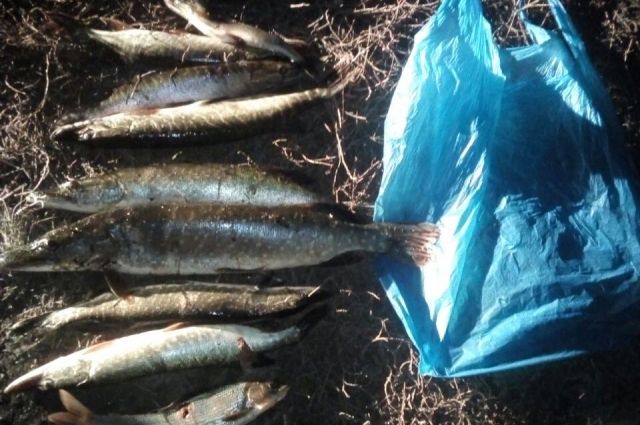Мужчины из Кувандыка попали под уголовную статью за ловлю рыбы