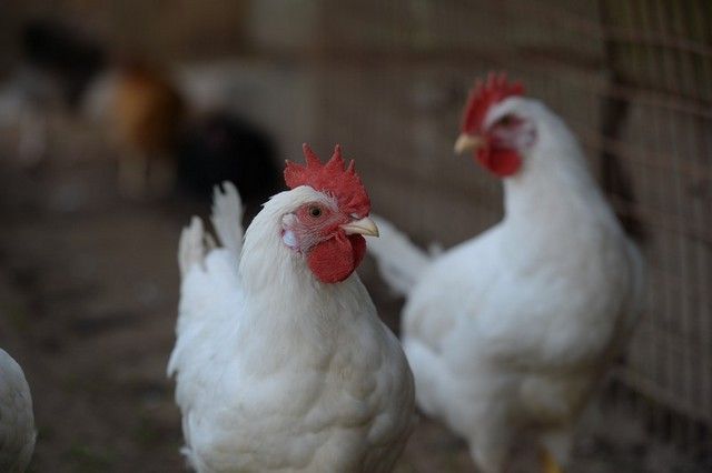 На территории Энгельсского района ликвидировали очаг птичьего гриппа