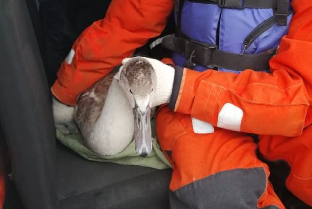 Вмёрзшего в лёд лебедя спасли в Челябинской области