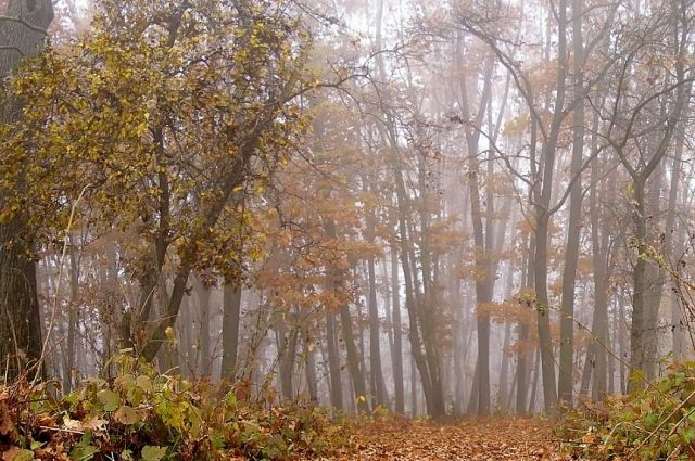 В Крымском районе региональная власть пресечет незаконную застройку в лесах