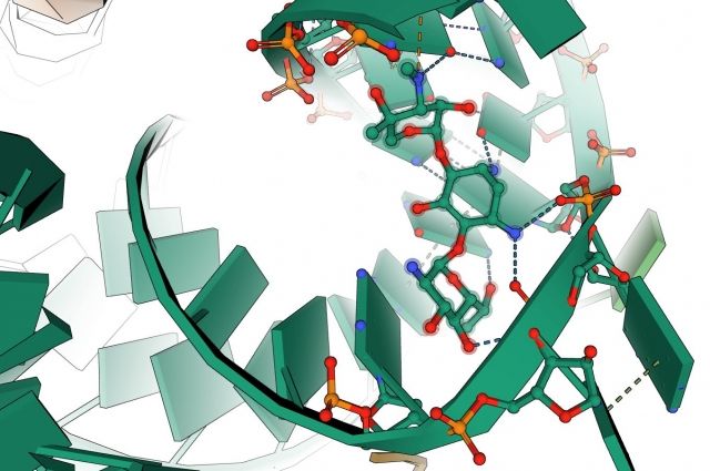Структура фрагмента эукариотической рибосомы со связанным ингибитором белкового синтеза.