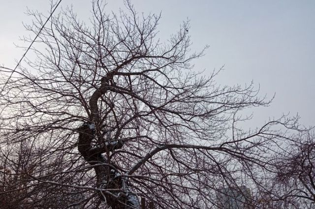 Дерево из фильмов ужасов нашли в Челябинске