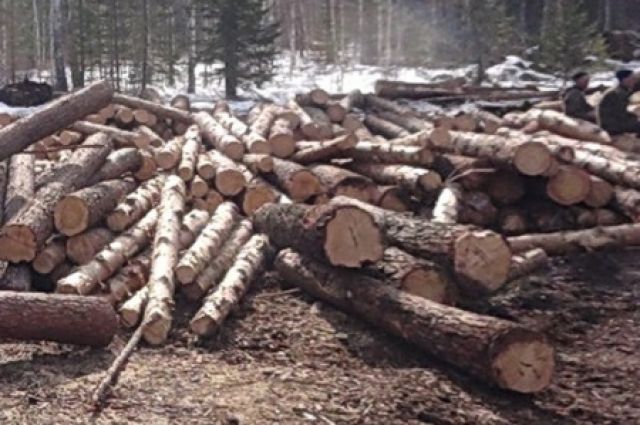 «Черные лесорубы» нелегально добыли в Иркутской области 900 кубов древесины