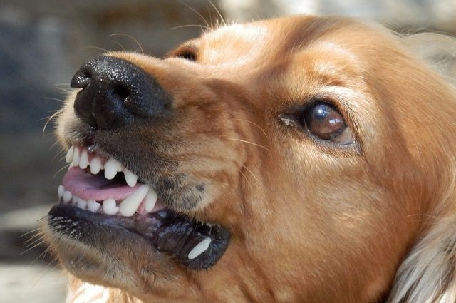 В Ярославле на пенсионерку напала собака бойцовской породы