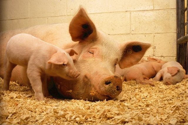 В Фатежском районе Курской области из-за чумы свиней запретили охоту