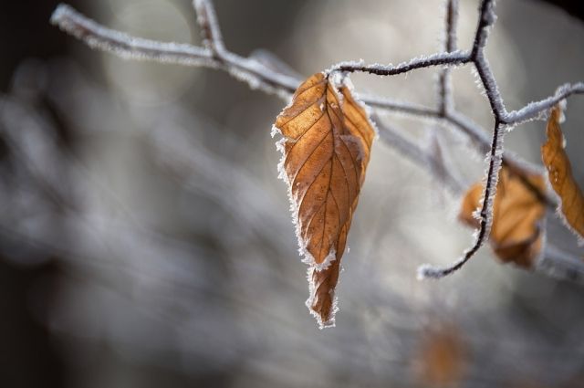 С наступлением зимы во Владимирскую область пришли морозы