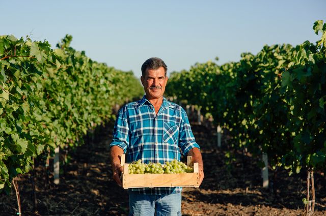 Вино родных пенатов. Перспективы отечественного виноделия и виноградарства