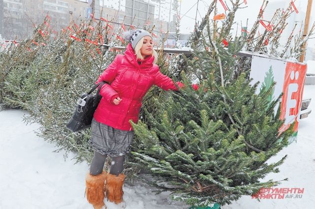 Елочные базары: где купить новогоднюю елку в Новосибирске