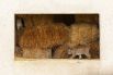 Два котенка пиренейской рыси играют на заброшенном сеновале, где родились.