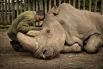Последнее прощание. Работник заповедника Ол Педжета в Кении и последний самец северного белого носорога Судан перед смертью.