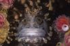Японская мохнатоголовая собачка. Эти необычные рыбы живут среди камней и скал на мелководье. Снимок сделал российский фотограф Андрей Шпатак.