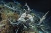 Серые рифовые акулы поедают морского окуня.