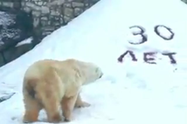В Московском зоопарке белому медведю Врангелю исполнилось 30 лет