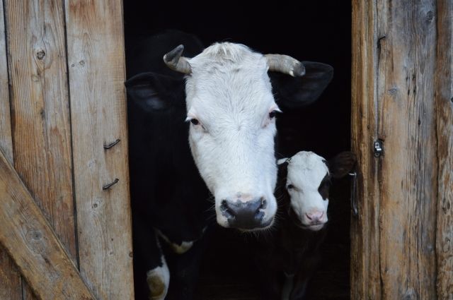 В Пермском крае проверяют сообщения о гибели коров от неизвестного вируса