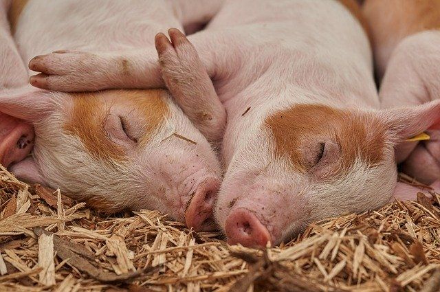Резервный фонд Курской области предоставил деньги на борьбу с чумой свиней
