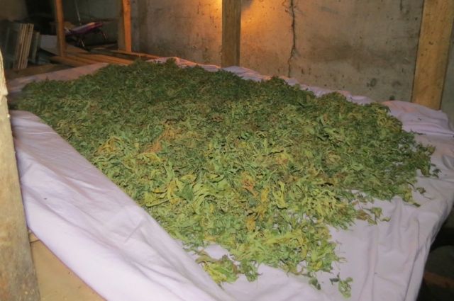 В Саратовской области семейная пара распространяла марихуану