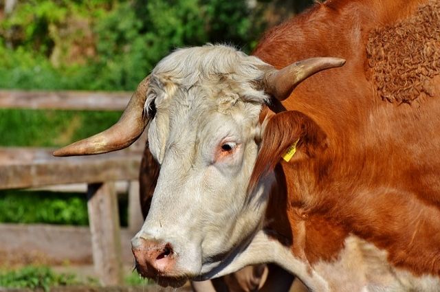 За кражу молодого быка жителю Кавказского района грозит до пяти лет