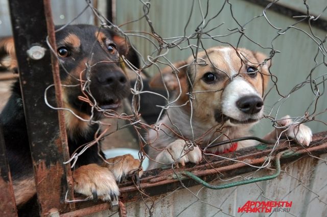 Камчатские депутаты проверили действие закона о бездомных животных