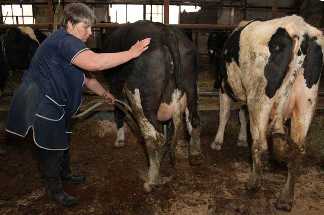 Коровий вирус. Что стало причиной падежа скота в Кудымкаре?