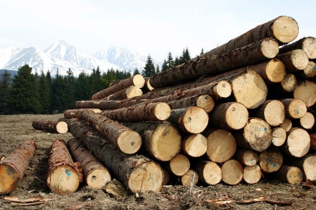 Новосибирцы незаконно вырубили леса на 15 миллионов рублей