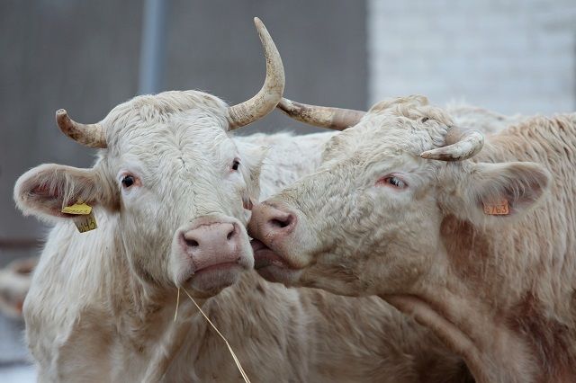 В производстве мяса и молока Псковская область уверенно выполняет нормативы «продовольственной безопасности»