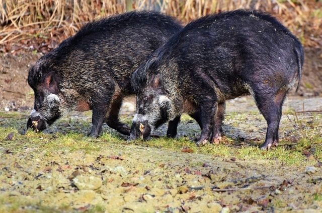 Карантин по африканской чуме свиней введен в Асекеевском районе. 