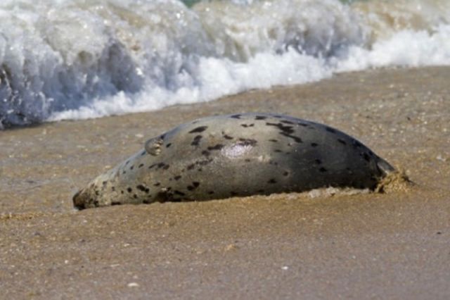 Число мертвых тюленей на берегу Каспийского моря в Дагестане выросло до 272