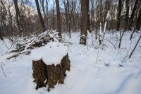 На месте срубленных деревьев планируют посадить новыекрупномеры.