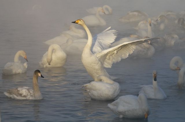 Лебеди прилетели на зимовку в Новороссийск