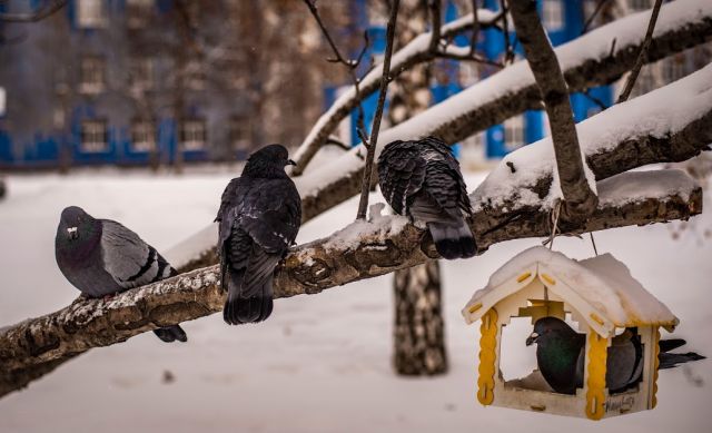 Аномальное тепло с мощным ветром придет в Новосибирскую область в декабре