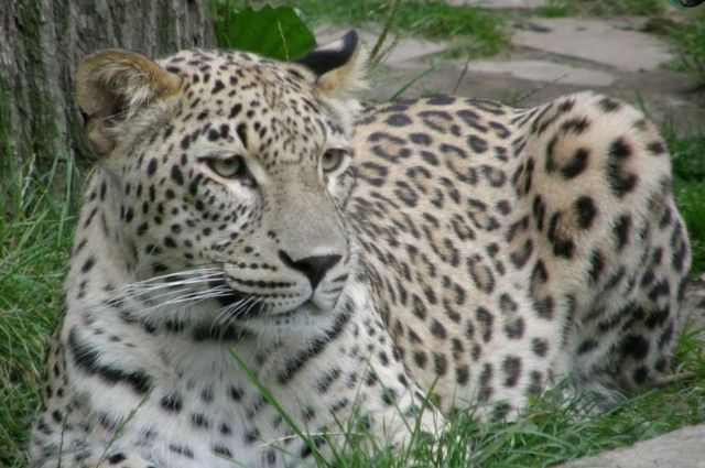 Из двух выпущенных летом в РСО-А леопардов сигнал подаёт только самка Агура