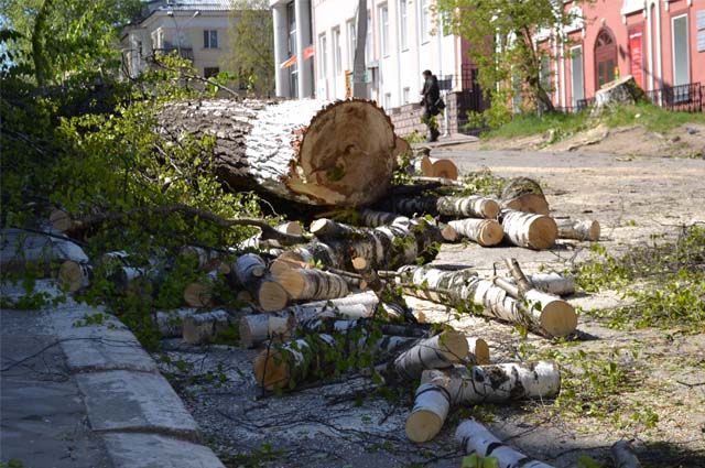 В Оренбурге снова пилят деревья из-за строительства торгового центра. Мэрия не против.